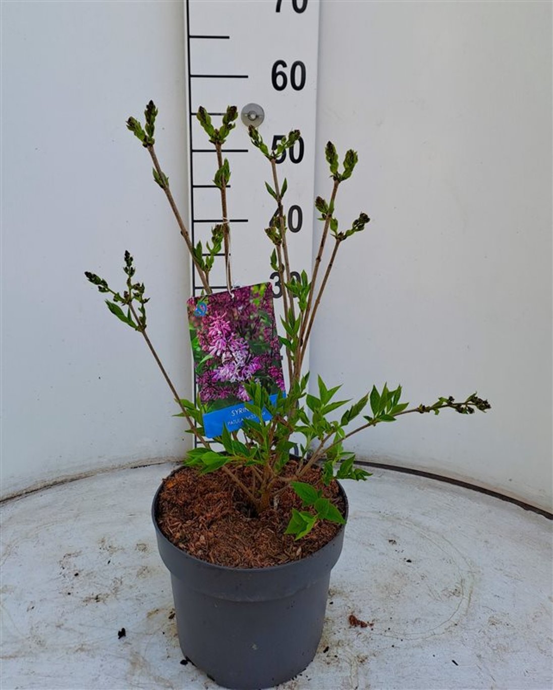 Syringa patula 'Miss Kim' - C4 40-50 CM